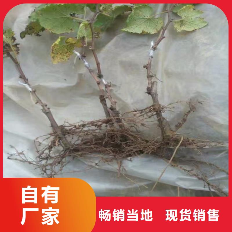 桃树苗视频-桃树苗|贵州省黔东南市|黄平|麻江|毕节|铜仁|六盘水|黔南|遵义