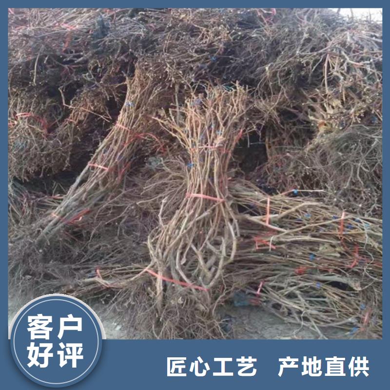 桃树苗视频-湖北省黄冈市广祥桃树苗可服务区域英山|罗田|荆州|黄石|随州|十堰|襄阳等