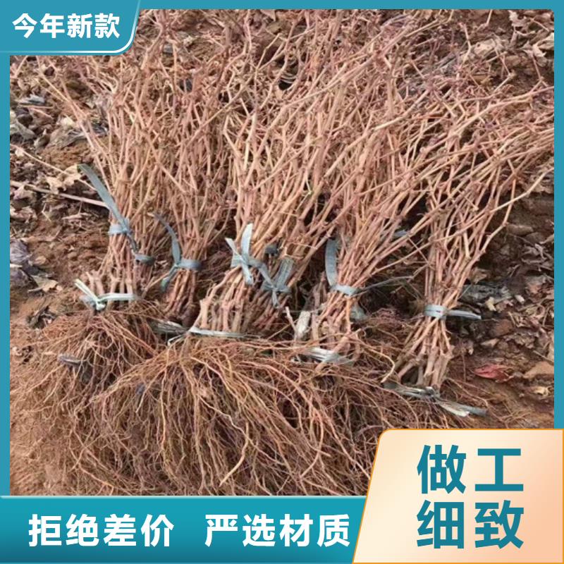 買葡萄樹必看-質量優