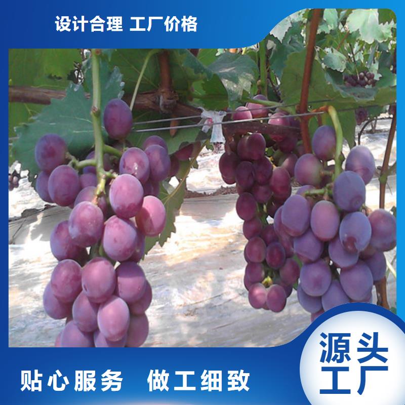 桃树苗视频-桃树苗|佳木斯市|汤原|抚远|黑河|绥化|哈尔滨|牡丹江|齐齐哈尔|大庆|大兴安岭