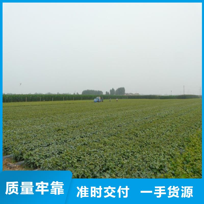 桃树苗视频-桃树苗|佳木斯市|汤原|抚远|黑河|绥化|哈尔滨|牡丹江|齐齐哈尔|大庆|大兴安岭