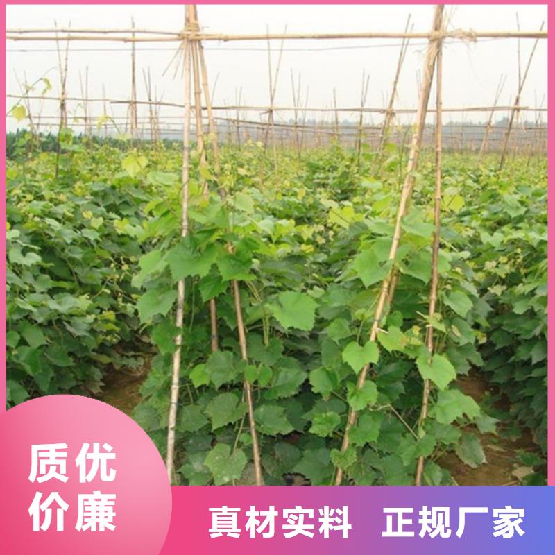 桃树苗视频-佳木斯市桃树苗-同城可服务区域前进|同江|齐齐哈尔|绥化|鹤岗|大庆|牡丹江|哈尔滨|大兴安岭