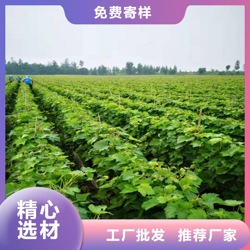 桃树苗视频-桃树苗|佳木斯市|汤原|抚远|黑河|绥化|哈尔滨|牡丹江|齐齐哈尔|大庆|大兴安岭