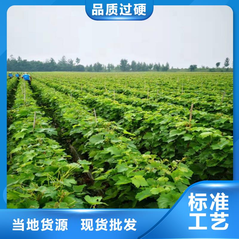 桃树苗视频-桃树苗|贵州省黔东南市|黄平|麻江|毕节|铜仁|六盘水|黔南|遵义