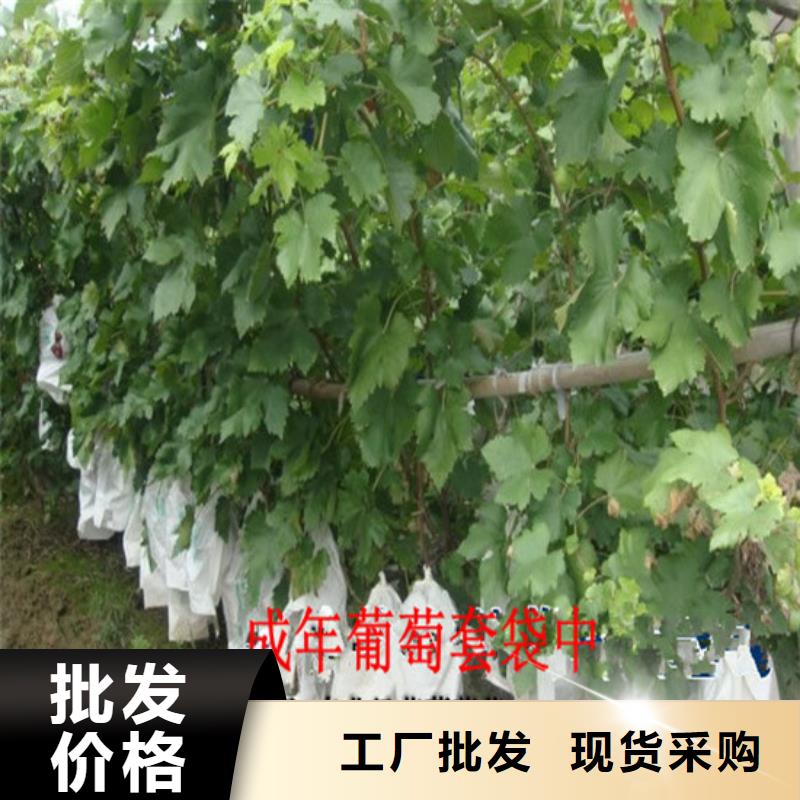 桃树苗视频-桃树苗|佳木斯市|汤原|抚远|黑河|绥化|哈尔滨|牡丹江|齐齐哈尔|大庆|大兴安岭