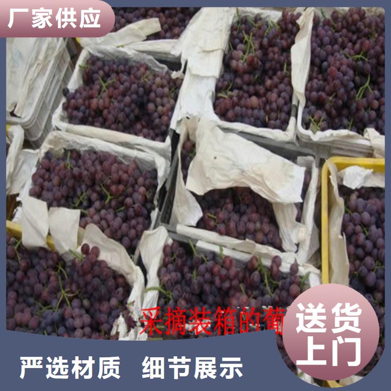 桃树苗视频-佳木斯市桃树苗-同城可服务区域前进|同江|齐齐哈尔|绥化|鹤岗|大庆|牡丹江|哈尔滨|大兴安岭