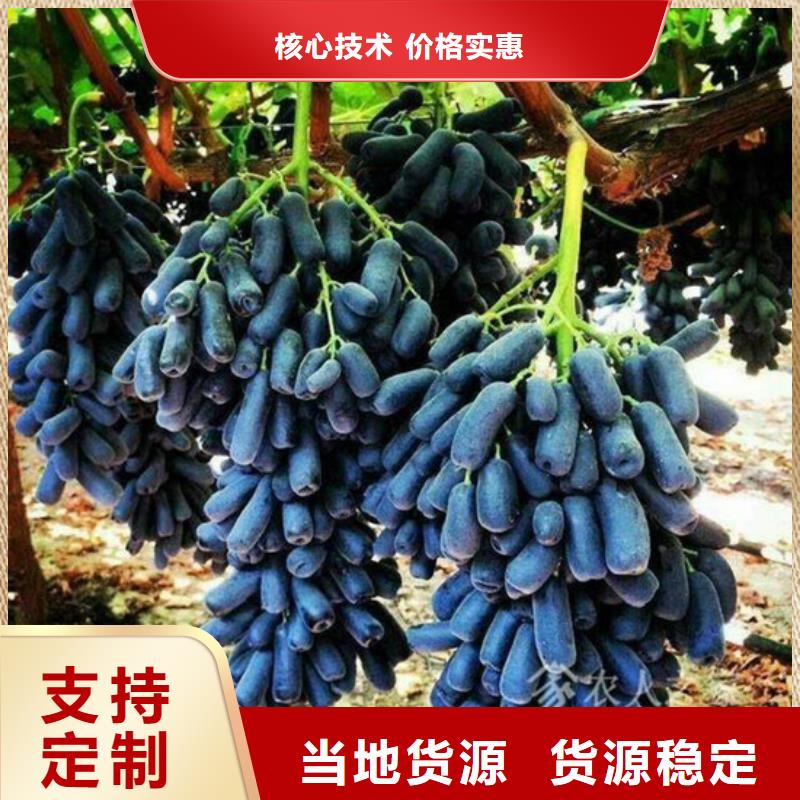 龍亭龍眼葡萄苗價格多少