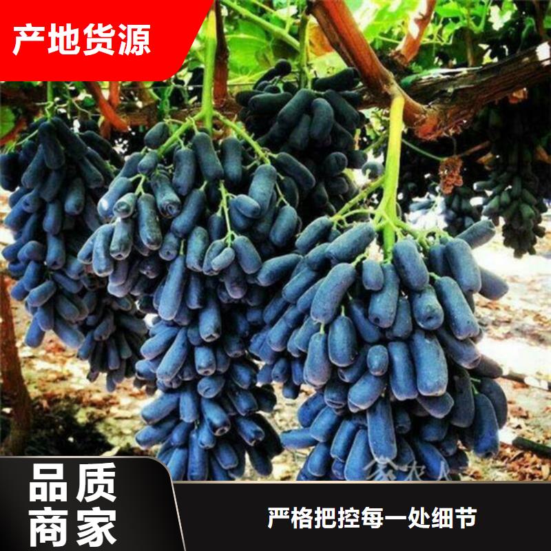 桃树苗视频-湖北省黄冈市广祥桃树苗可服务区域英山|罗田|荆州|黄石|随州|十堰|襄阳等