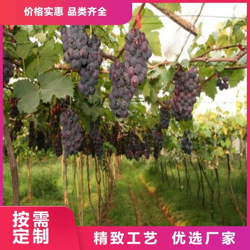 桃树苗视频-桃树苗|佳木斯市|汤原|抚远|黑河|绥化|哈尔滨|牡丹江|齐齐哈尔|大庆|大兴安岭