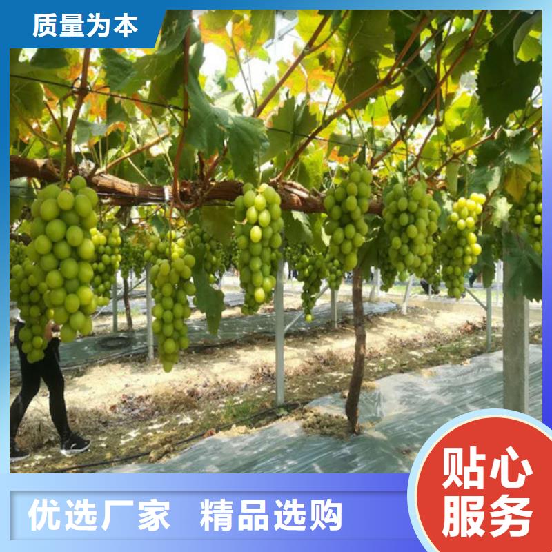 桃树苗视频-湖北省黄冈市广祥桃树苗可服务区域英山|罗田|荆州|黄石|随州|十堰|襄阳等