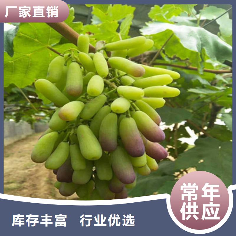 桃树苗视频-桃树苗|贵州省黔东南市|黄平|麻江|毕节|铜仁|六盘水|黔南|遵义