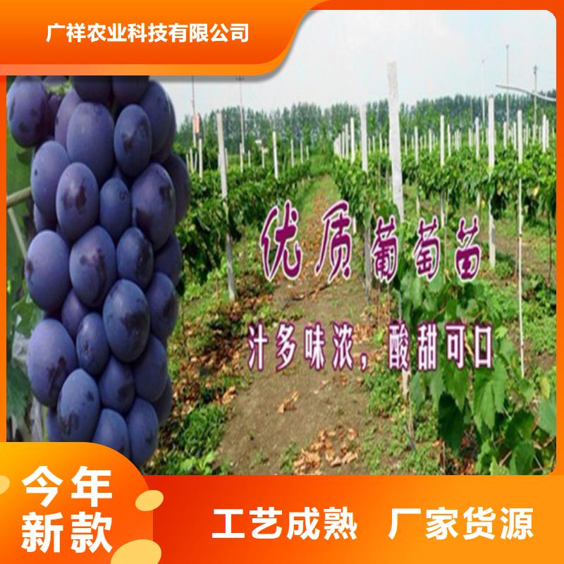 桃树苗视频-湖北省黄冈市广祥桃树苗可服务区域英山|罗田|荆州|黄石|随州|十堰|襄阳等