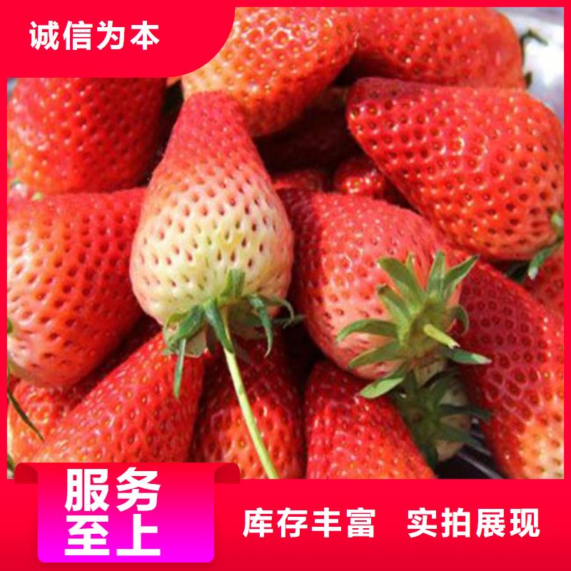 草莓苗,草莓苗价格支持大批量采购