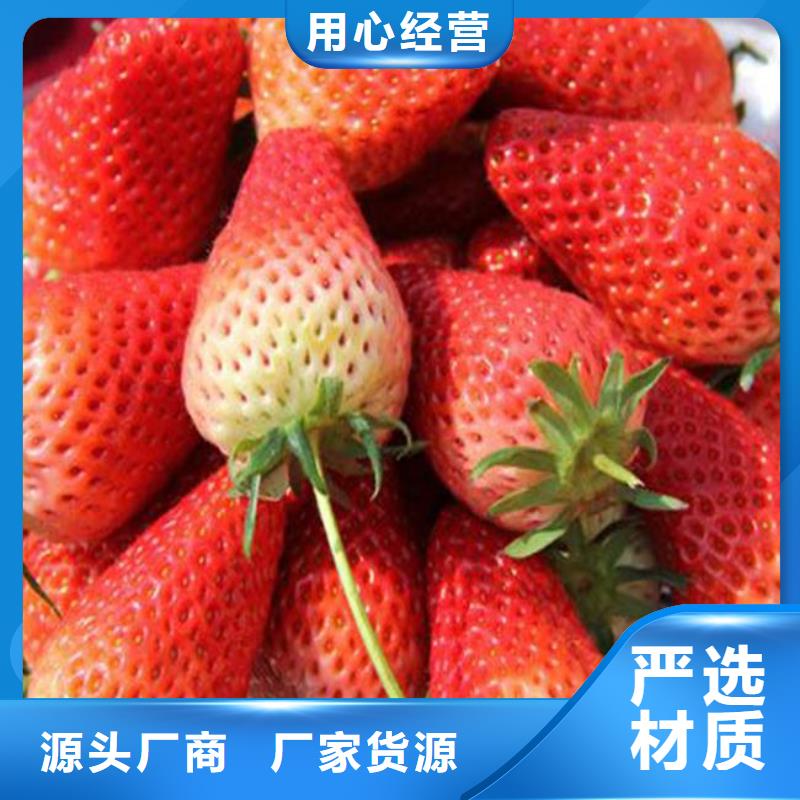 草莓苗,香椿树苗多年实力厂家