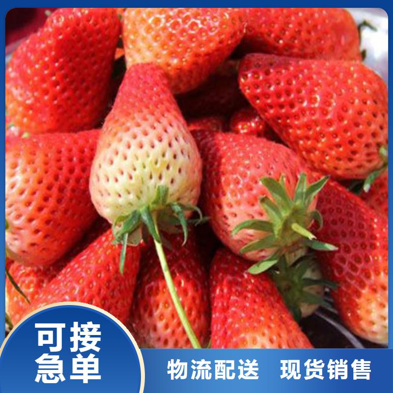 草莓苗_果樹苗批發(fā)基地交貨準時