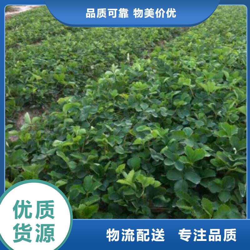 【草莓苗】_草莓苗價格信譽至上