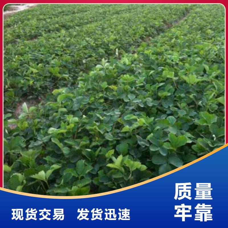 廠家批發(fā)妙香草莓苗價格優(yōu)惠