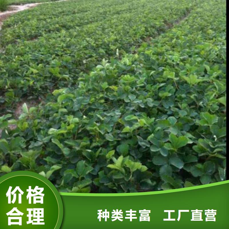 草莓苗果树苗现货交易