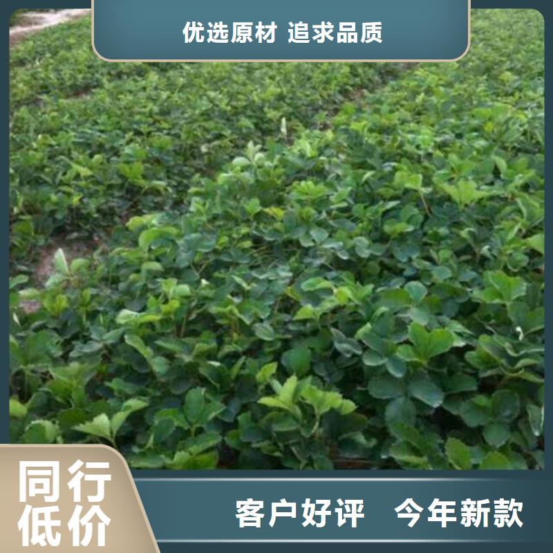 草莓苗-火箭大樱桃树苗用心服务