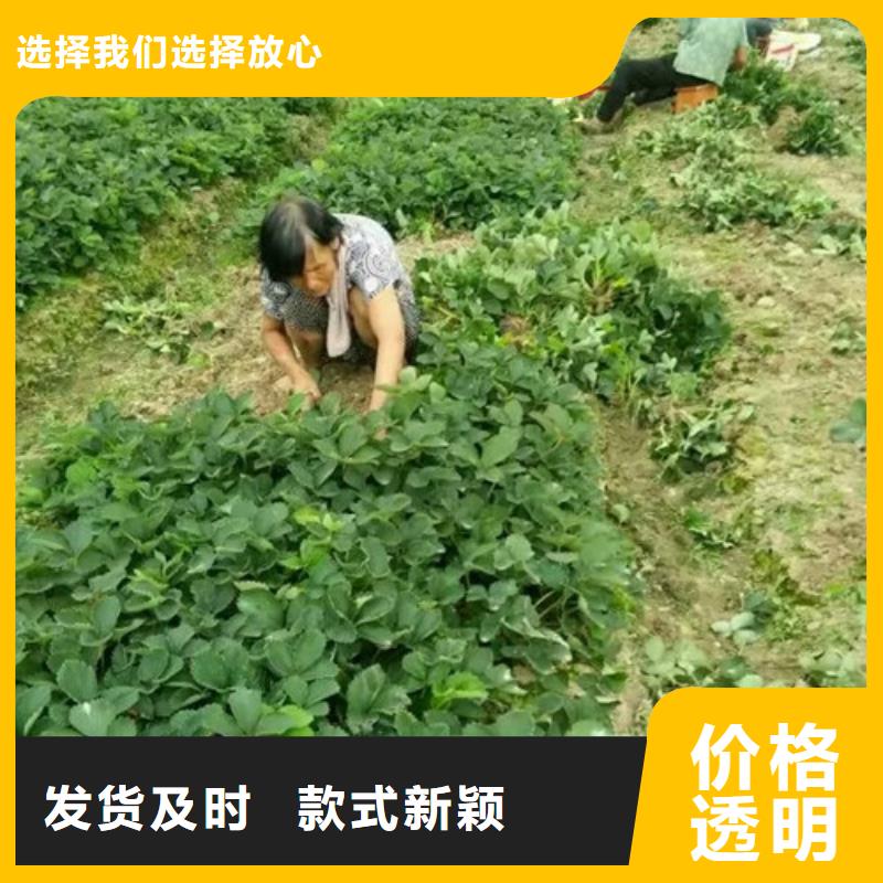 草莓苗果樹苗直銷廠家