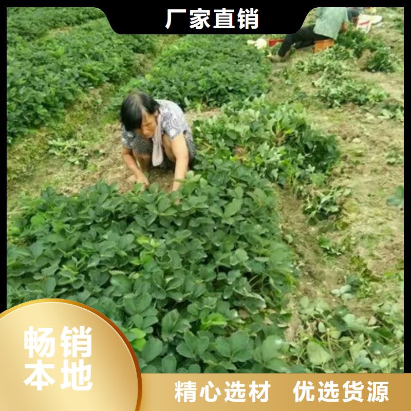 草莓苗葡萄苗基地品質保證