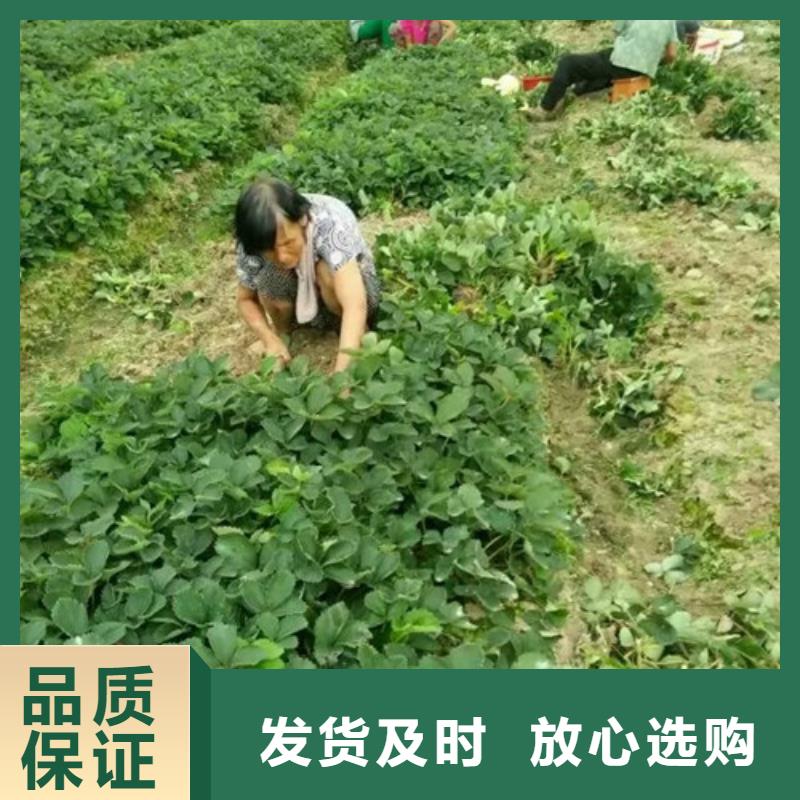 草莓苗-【黑珍珠草莓苗】現(xiàn)貨充裕