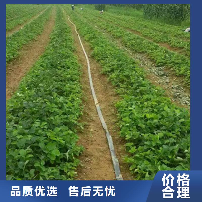 草莓苗葡萄苗基地精品选购