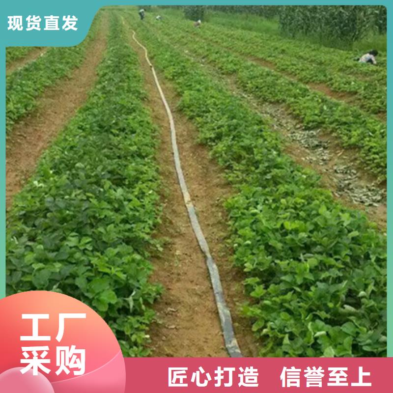 草莓苗陽光玫瑰葡萄樹苗自有生產工廠
