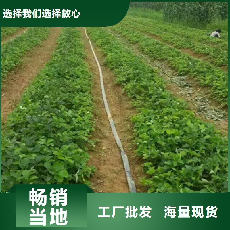 【草莓苗桃樹苗基地廠家十分靠譜】