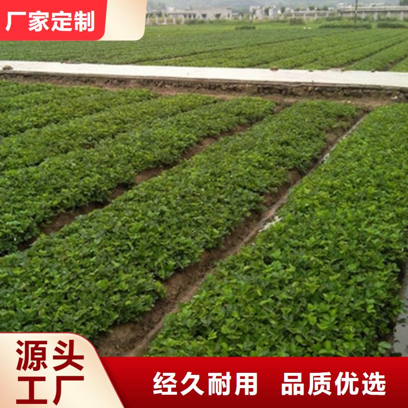 草莓苗梨樹苗支持批發零售