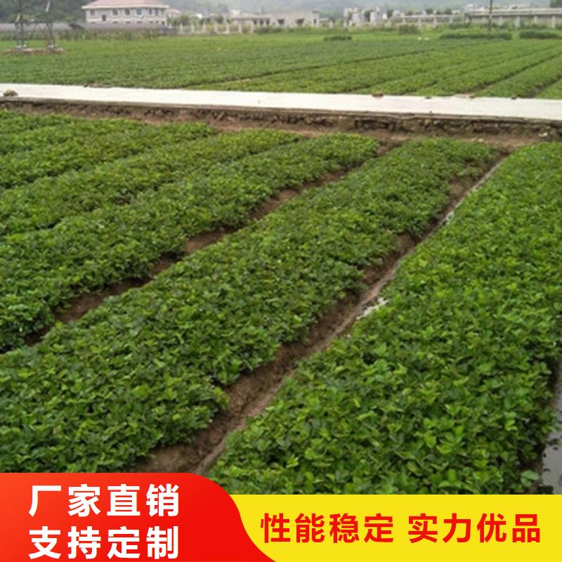 草莓苗-蘋果苗專業(yè)廠家