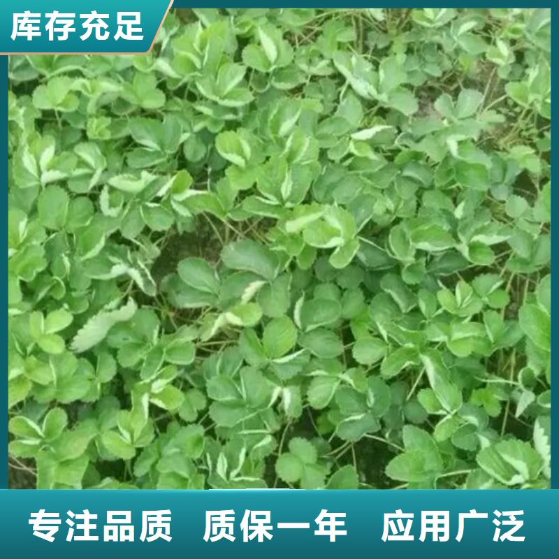 【草莓苗】梨樹苗基地精品選購