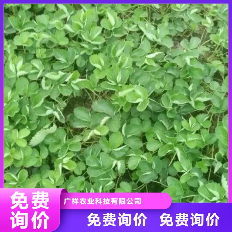 草莓苗桃樹(shù)苗基地設(shè)計(jì)制造銷售服務(wù)一體