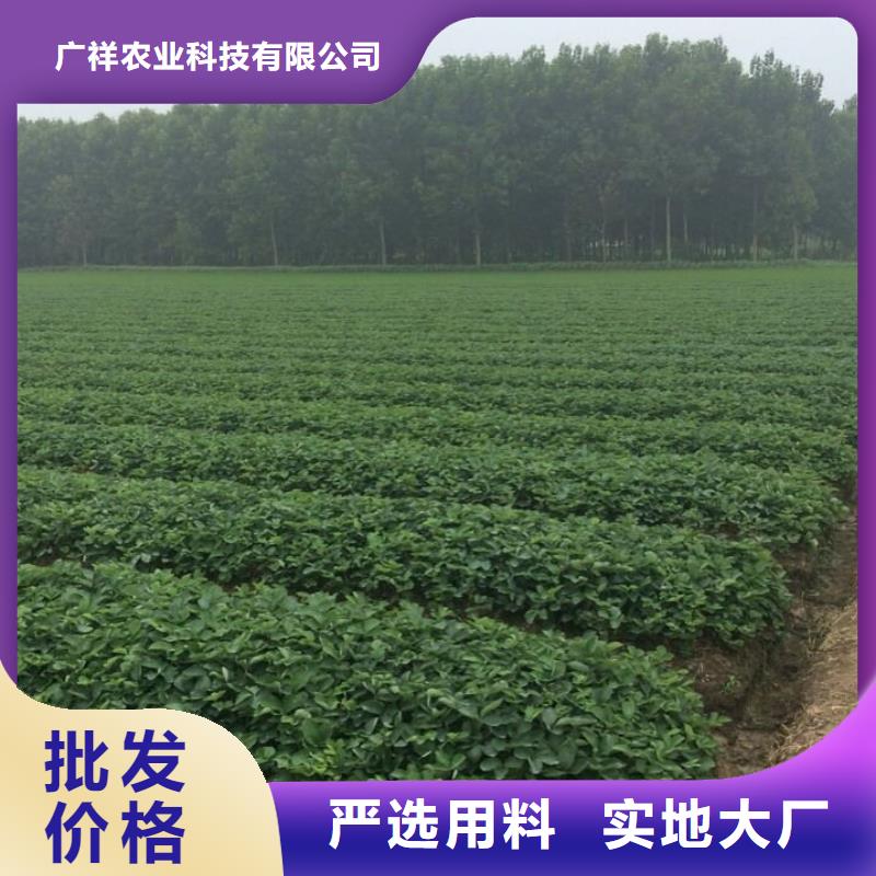 草莓苗,胭脂脆桃树苗使用方法