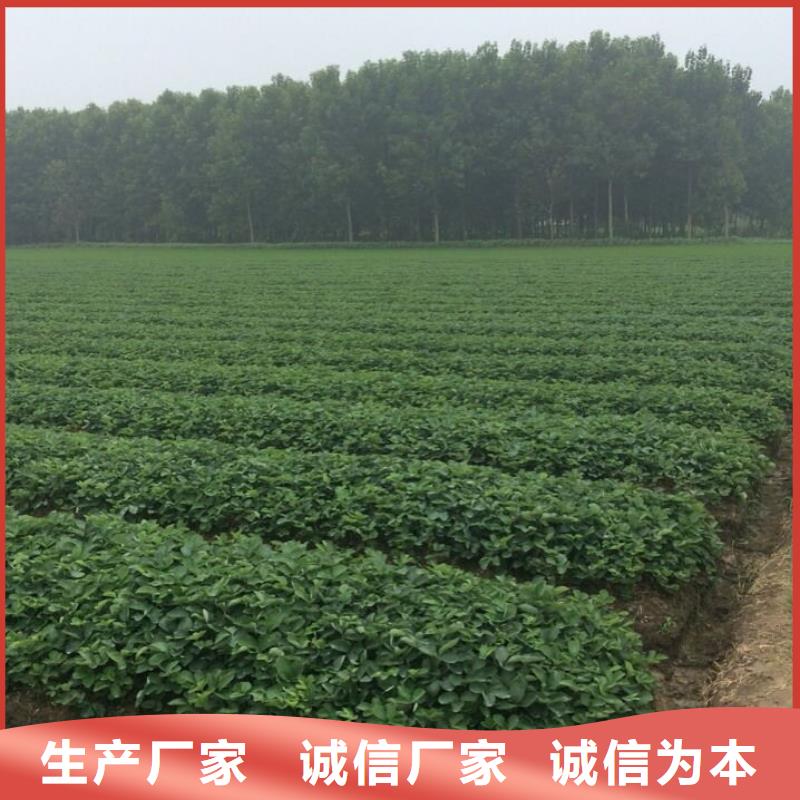 草莓苗天仙醉草莓苗每一处都是匠心制作