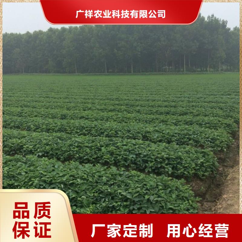 草莓苗毛蟠桃树苗服务至上