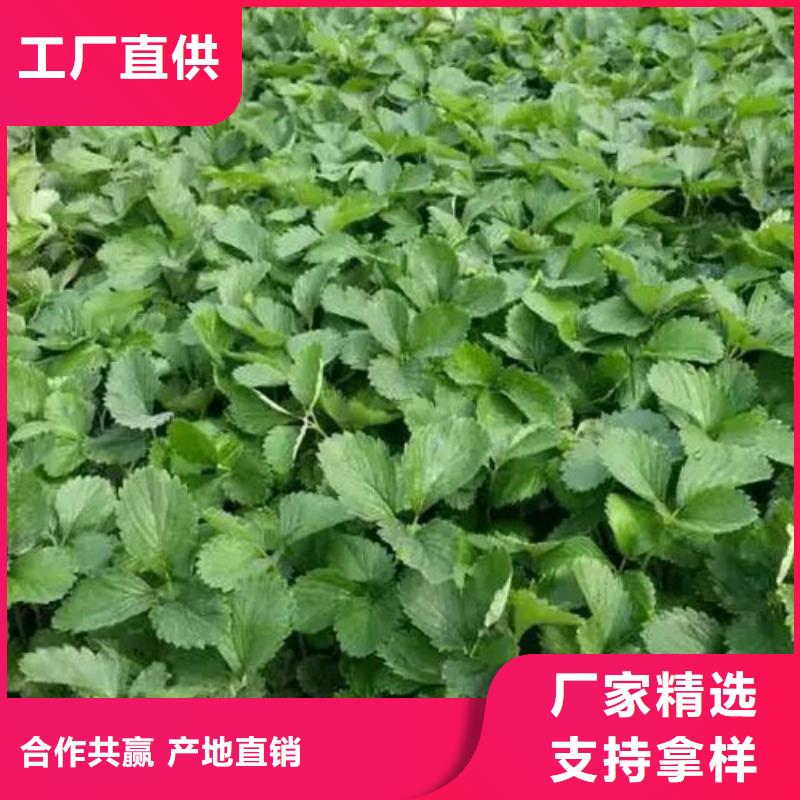 草莓苗葡萄苗基地销售的是诚信