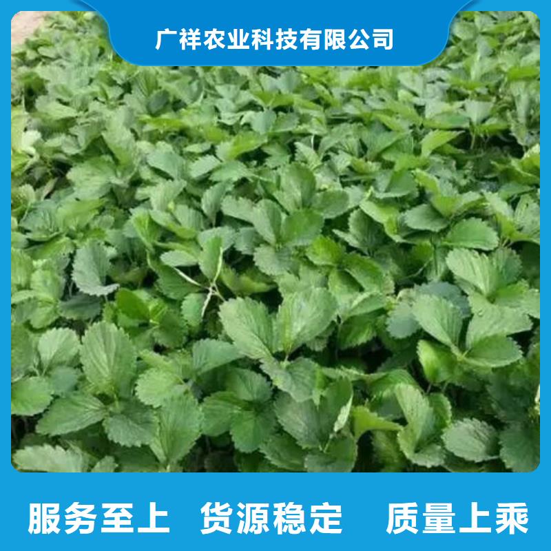 草莓苗胭脂脆桃树苗选择我们选择放心