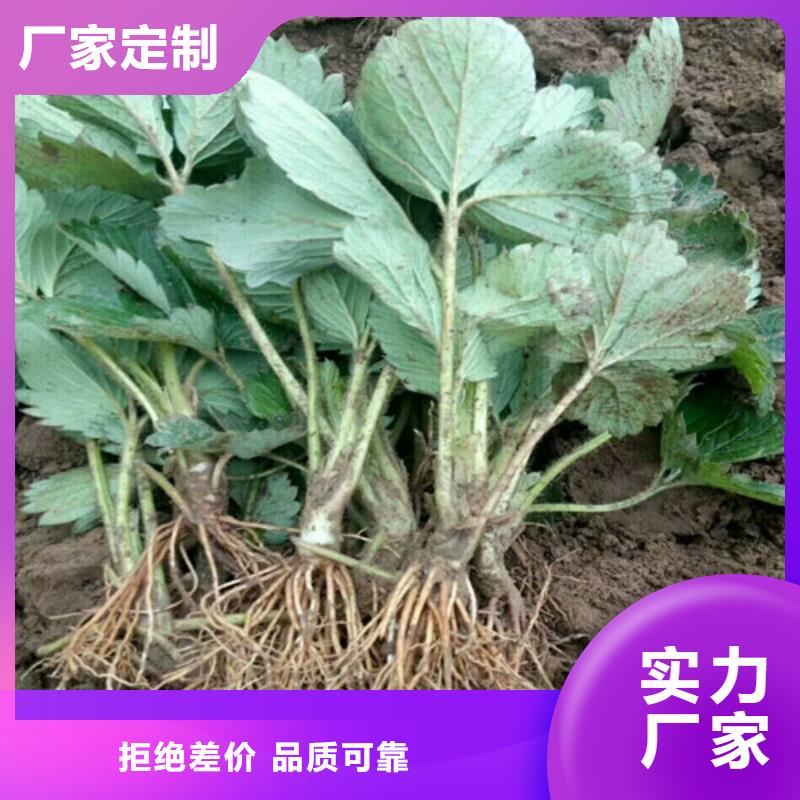 草莓苗 黄宝石梨树苗优良材质