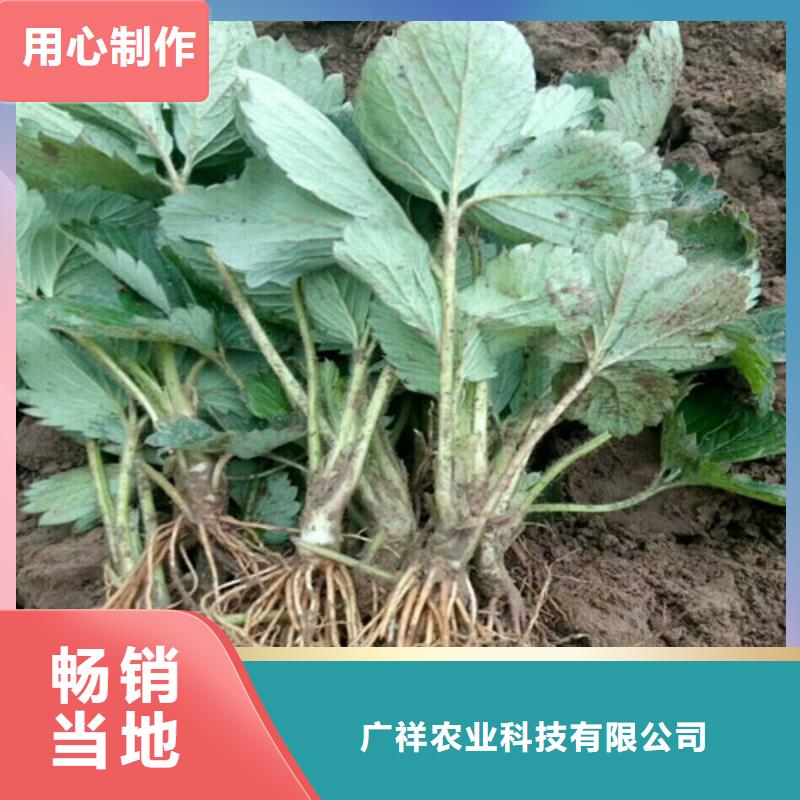 草莓苗蘋果苗快速發(fā)貨