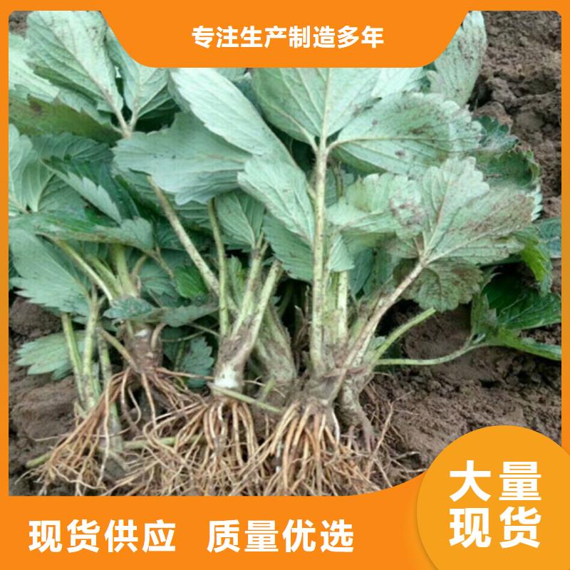 草莓苗梨樹苗基地貨源充足