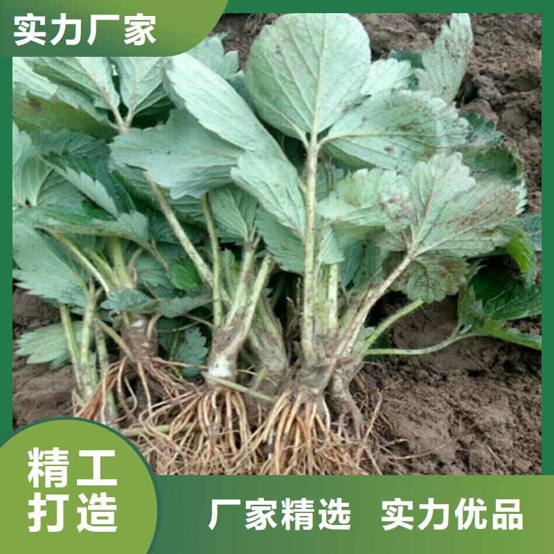 草莓苗-蜂糖李子樹苗暢銷當地