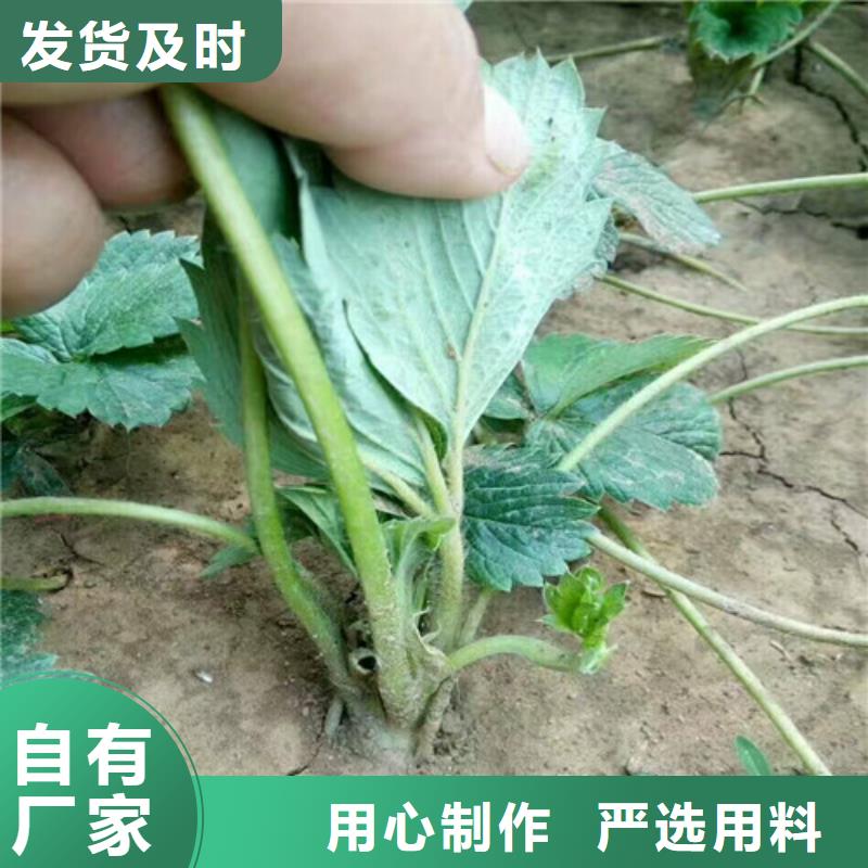 草莓苗无花果树苗优质材料厂家直销
