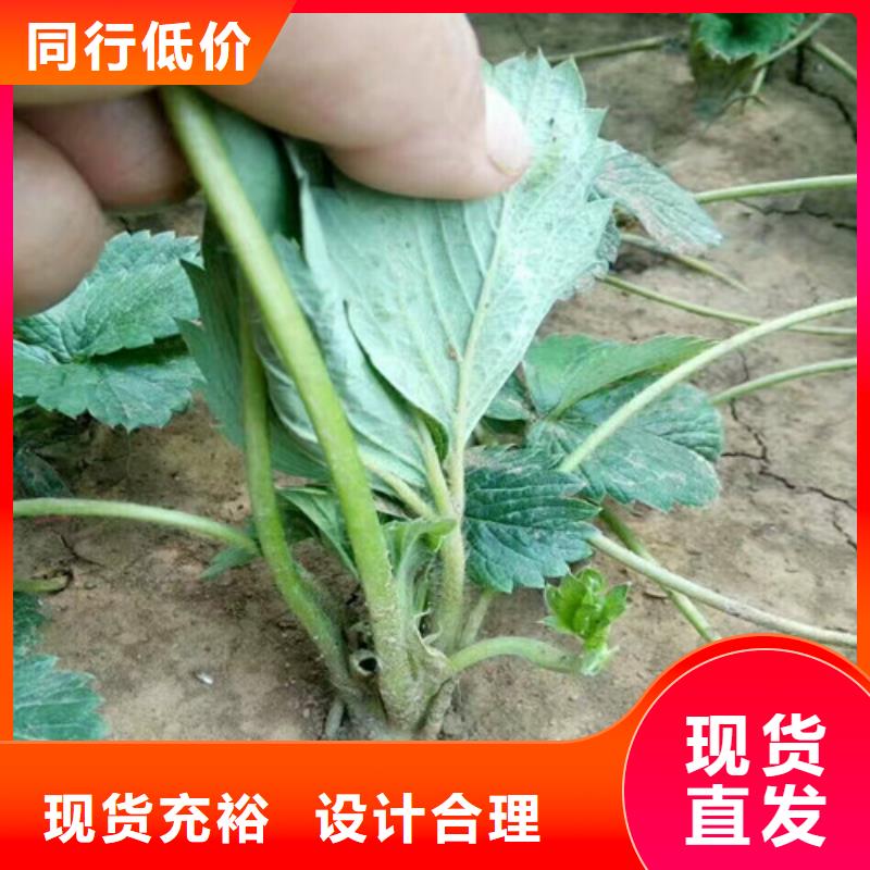 草莓苗苹果苗快速发货