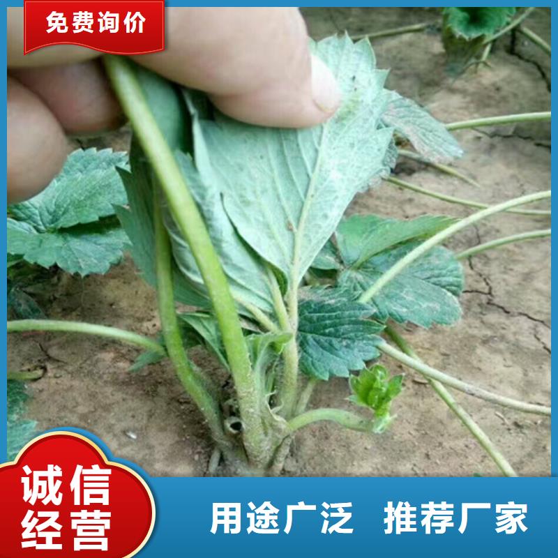 草莓苗蜂糖李子樹苗質(zhì)量優(yōu)價格低