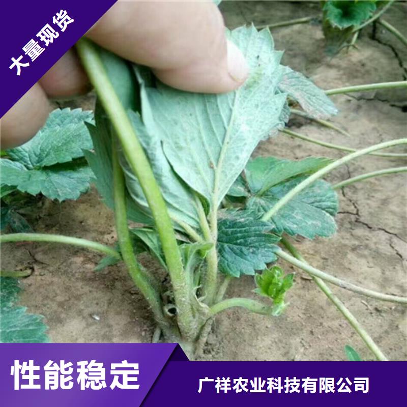草莓苗-草莓做工細致