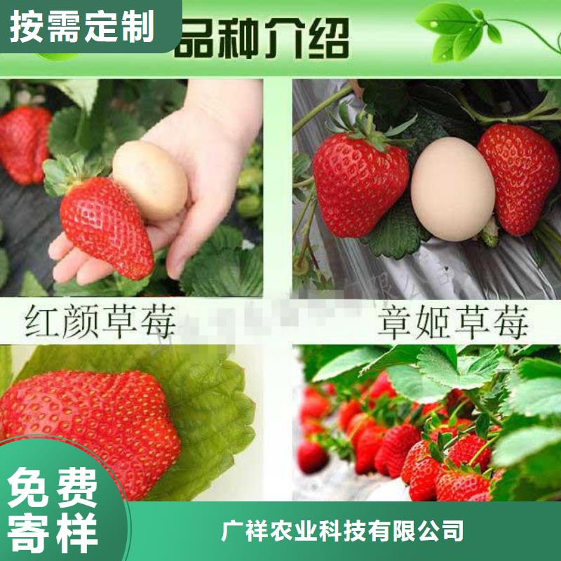 桃树苗视频-桃树苗-广西省贵港市港北|平南|百色|南宁|防城港|梧州【周边】品牌