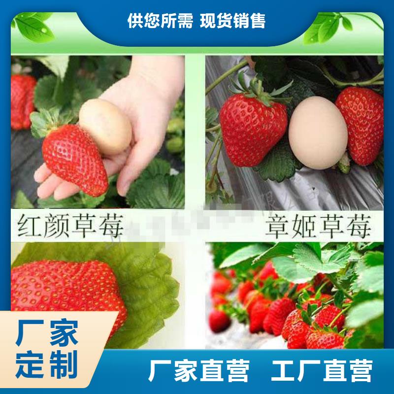草莓苗樱桃苗为您提供一站式采购服务