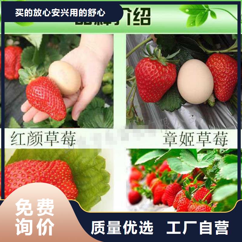 草莓苗大棚草莓苗现货销售