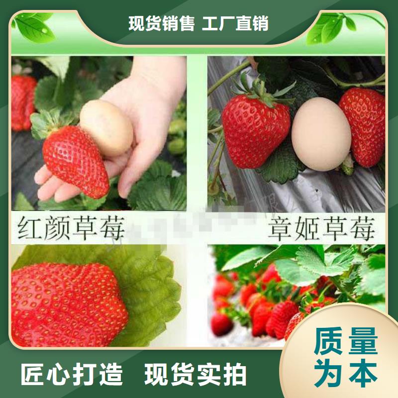 草莓苗葡萄苗現貨直發